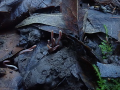 Clavaria rosea