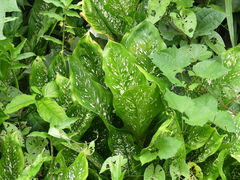 Dieffenbachia seguine