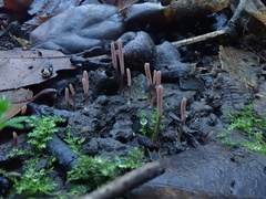 Clavaria rosea