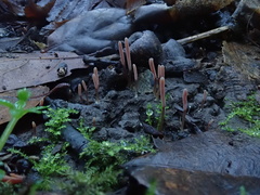 Clavaria rosea