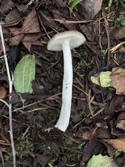Entoloma acutipes