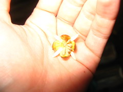 Rhizophora
