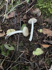 Entoloma acutipes