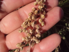 Chascolytrum subaristatum