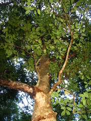 Rhizophora