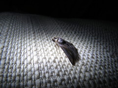 Schistorhynx argentistriga