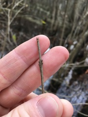 Forestiera acuminata