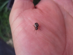 Steatoda ancorata