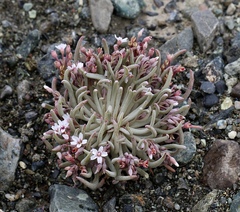 Claytonia exigua