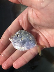 Selene setapinnis