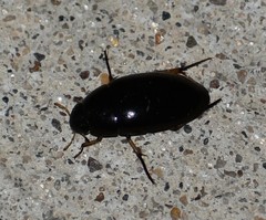 Tropisternus quadristriatus