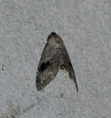 Abablemma duomaculata