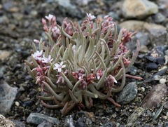 Claytonia exigua