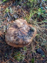Suillus quiescens