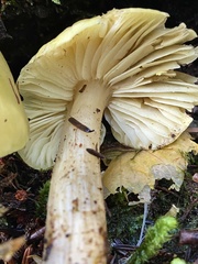 Tricholoma arvernense