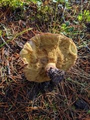 Suillus quiescens
