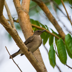 Turdus ignobilis debilis