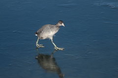 American Coot photo 2