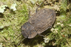 Mitua tuberculicostata