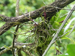 Tillandsia bulbosa