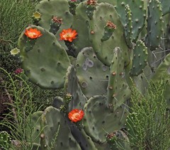 Opuntia quimilo