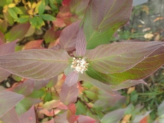 Cornus sericea sericea