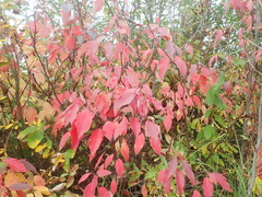 Cornus sericea sericea