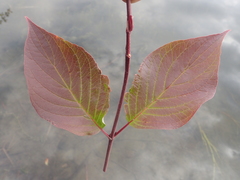 Cornus sericea sericea