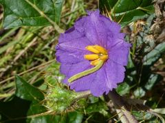 Solanum cinereum