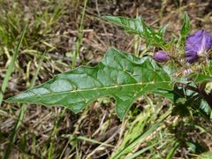 Solanum cinereum