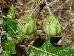 Solanum cinereum