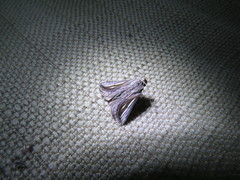 Schistorhynx argentistriga