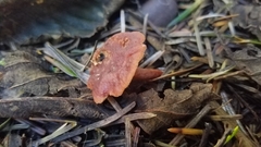 Lactarius atrobadius