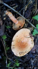 Lactarius aestivus