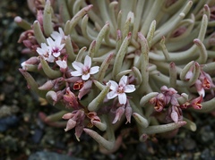 Claytonia exigua