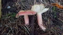 Russula americana