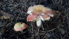 Russula ellenae