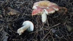 Russula ellenae