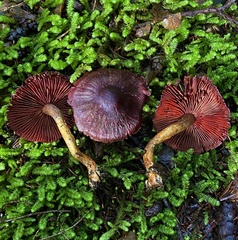 Cortinarius smithii