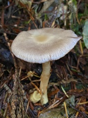 Cortinarius emunctus