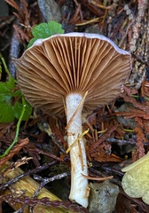 Cortinarius emunctus