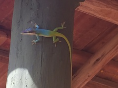 Anolis allisoni