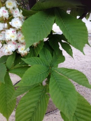 Aesculus hippocastanum