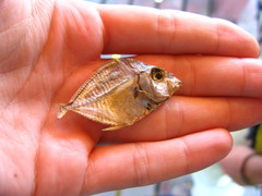 Leiognathidae