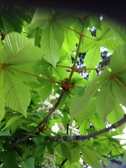 Aesculus hippocastanum