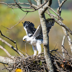 Black-And-White Hawk-Eagle photo 3