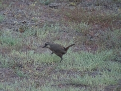 Pteroptochos megapodius