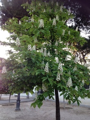 Aesculus hippocastanum