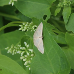 Scopula ignobilis