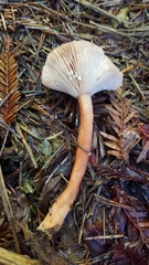 Lactarius substriatus